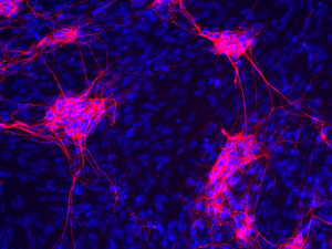 Neurons