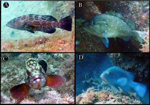 Espécies de garoupas, chernes e badejos que representam as espécies da ictiofauna marinha beneficiadas pela REBIO Arvoredo. A) 'Mycteroperca bonaci': badejo quadrado; B) 'Hyporthodus niveatus': cherne; C) 'Epinephelus marginatus': garoupa verdadeira e D) 'Mycteroperca acutirostris': badejo mira.