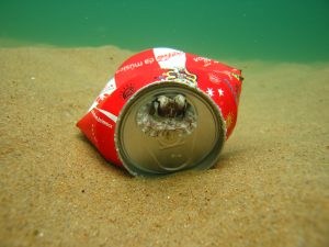 Latas, garrafas, baterias velhas conheça os polvos que moram no lixo no fundo mar
