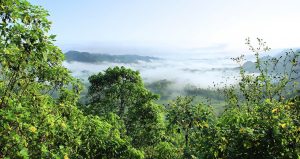 Conferência 'Cuidar da Amazônia arriscando a vida'